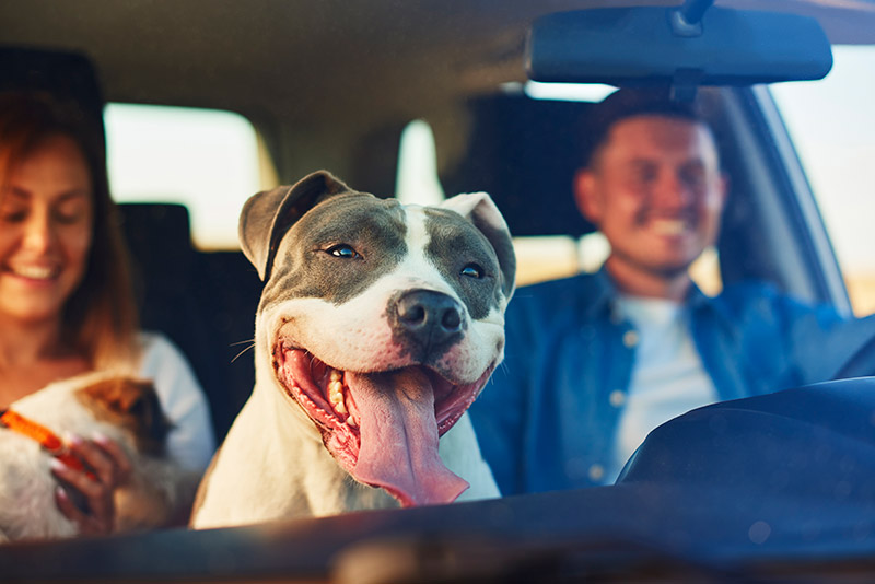 happy-dog